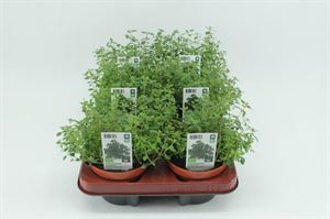 Bild von Thijm. Citroenthijm